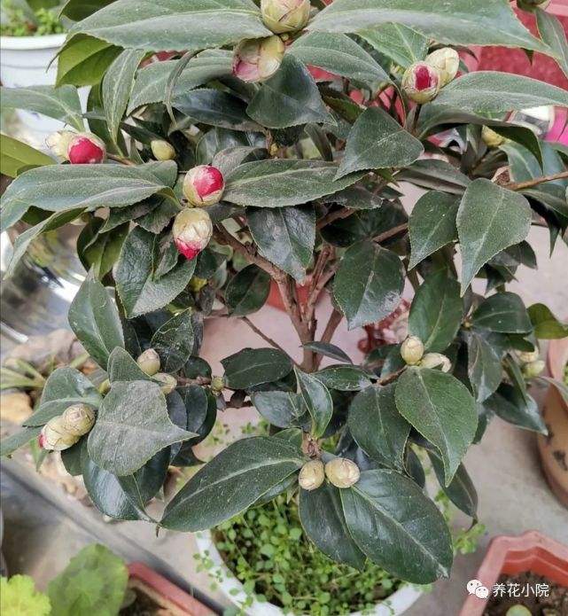 养山茶花注意事项