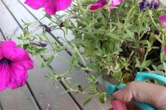 矮牵牛花栽培及病虫害防治