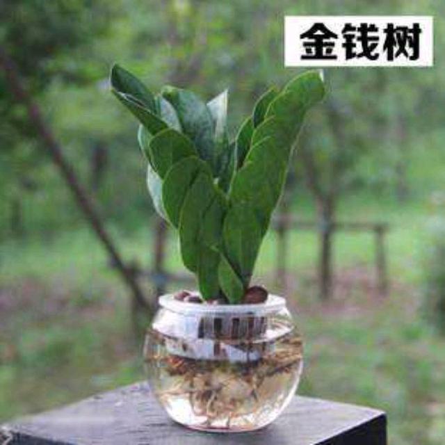 金钱树叶水培方法