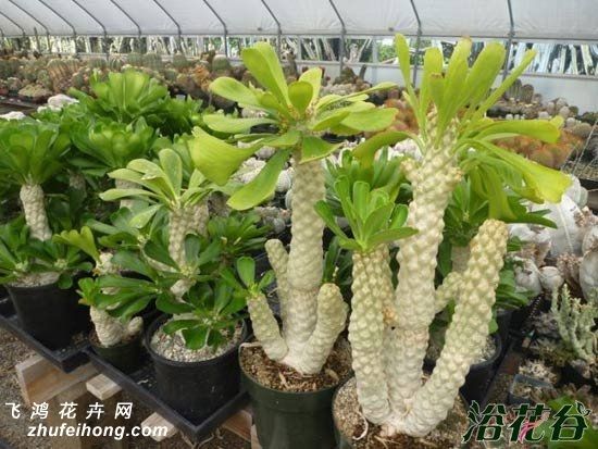 多肉麒麟怎么养殖方法