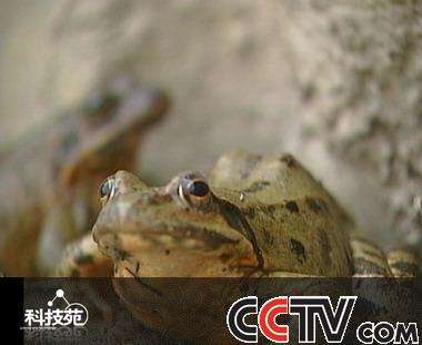 干林蛙的做法