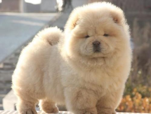 怎样训练松狮犬叼东西 求训练方法