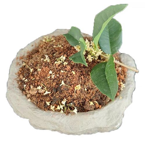 桂花的栽培用土