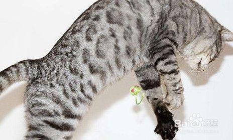 猫重摔后不吃东西老喘