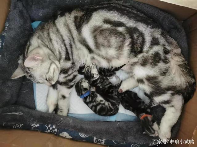 猫生孩子要注意什么东西