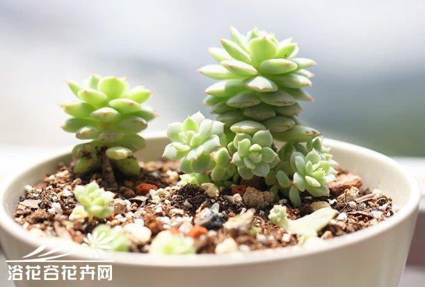多肉植物名栽培
