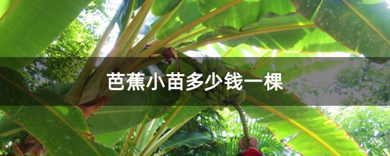 芭蕉栽培技术