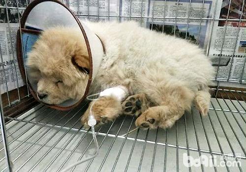 狗细小第7天疯狂找东西吃