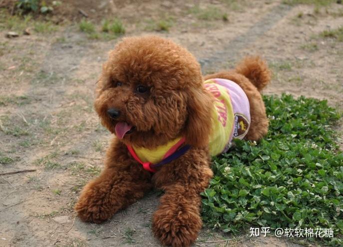 怎么训练小泰迪站立
