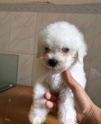 2个月比熊乱咬东西怎么办