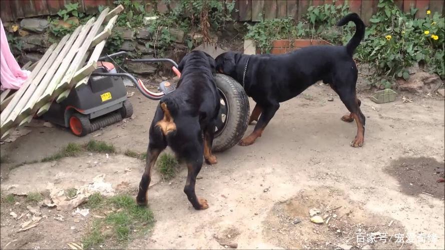 罗威纳犬的社会化训练
