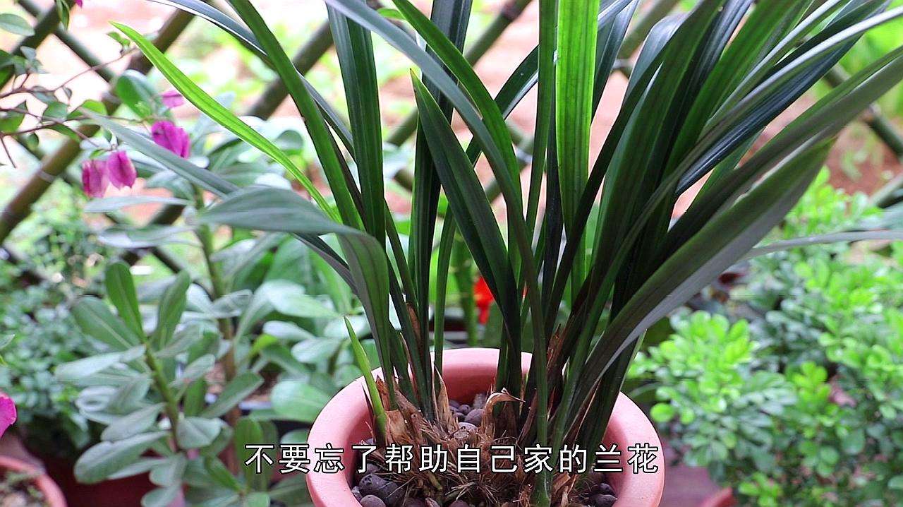 兰花越冬注意事项