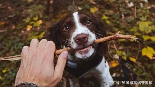 小狗乱吸东西是什么原因