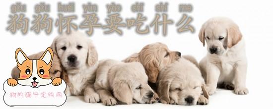 狗怀孕不能吃什么东西吗