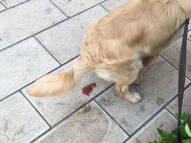狗狗胃炎2天没吃东西了