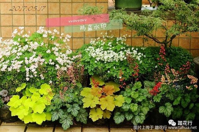矾根栽培技术
