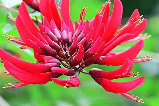 龙牙花栽培技术