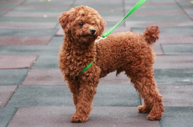 怎样训练你的小泰迪熊犬