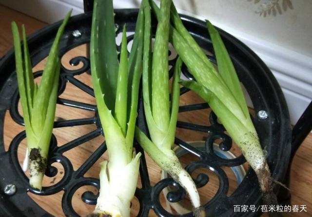 芦荟扦插注意事项