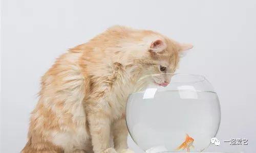 小猫喝水但不吃东西怎么办
