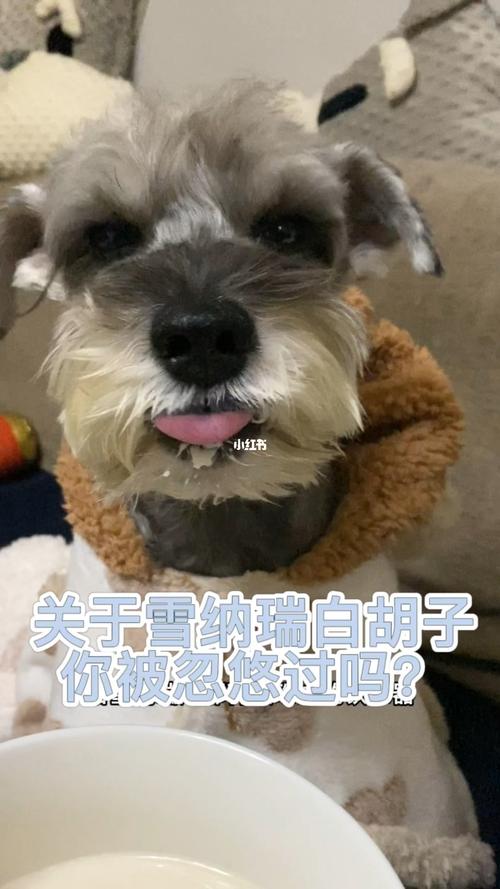 白色雪纳瑞吃东西胡子变色咋办