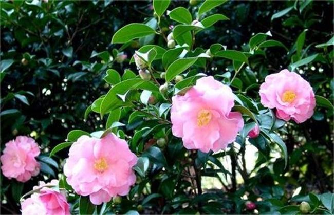 山茶花的栽培和管理