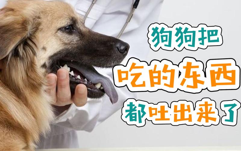吃什么东西可以让狗吐出来