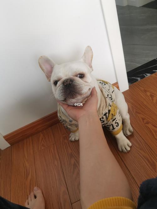 法斗为什么爱咬东西怎么办