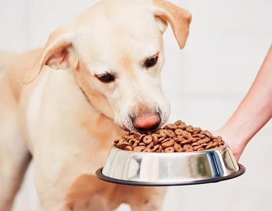犬孕期怎么不能吃什么东西
