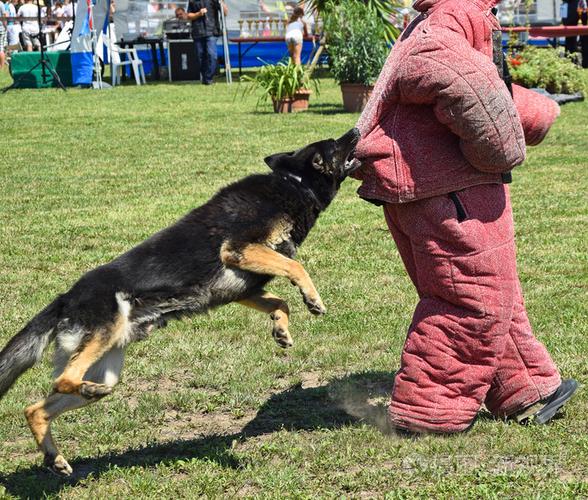 德国牧羊犬咋训练