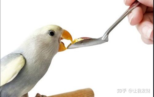 鹦鹉不吃东西怎么办