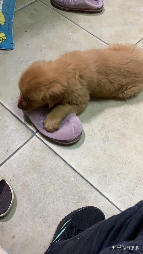 狗狗细小痊愈不肯吃东西