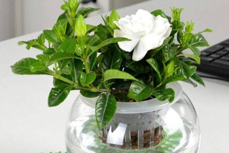 栀子花的养殖方法北方