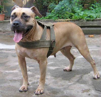 比特犬先训练什么区别