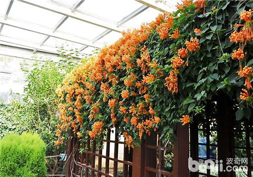 炮仗花栽培经验