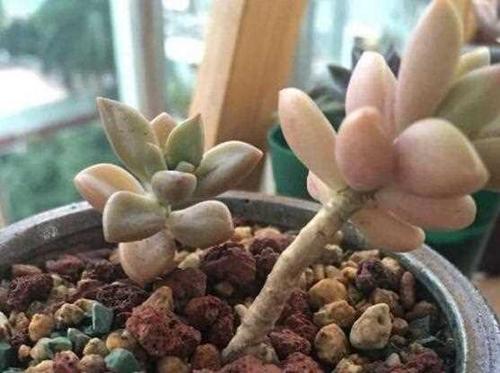 多肉长的分枝如何栽培