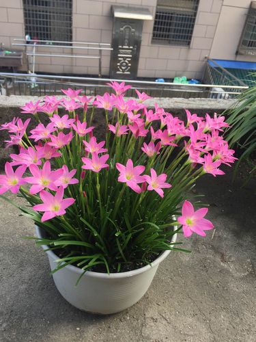 韭兰栽培