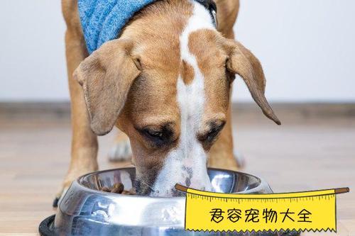 狗狗尴尬症不吃东西
