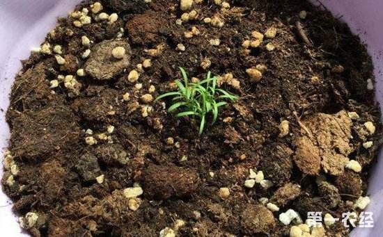 种植满天星的方法