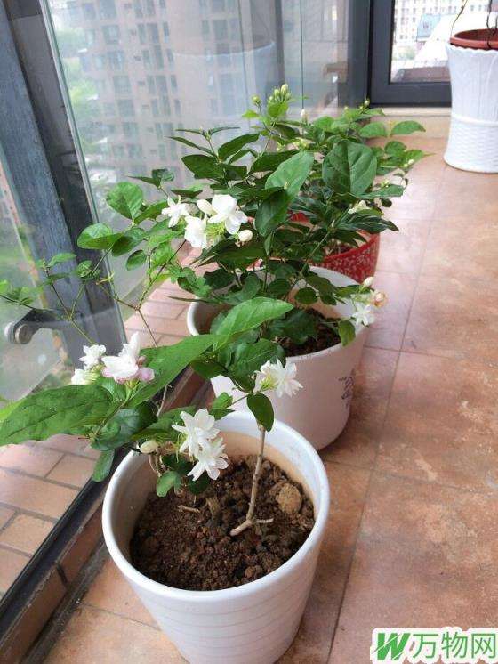 茉莉家庭养殖方法