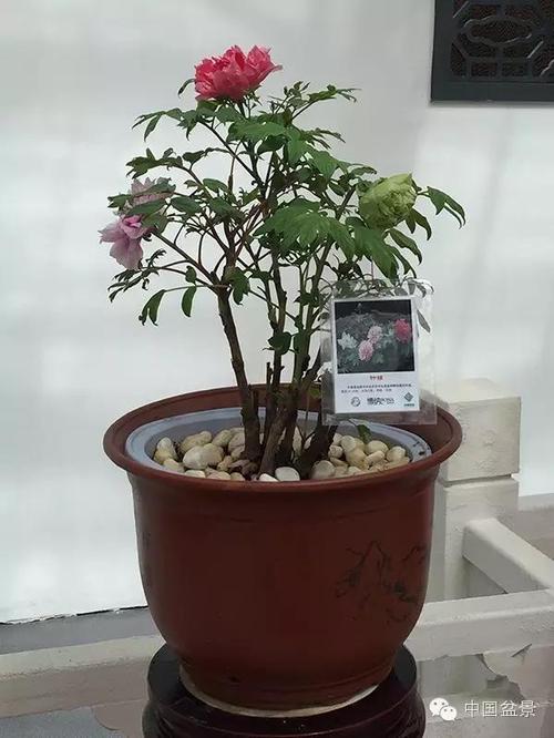 盆栽牡丹花的栽培方法