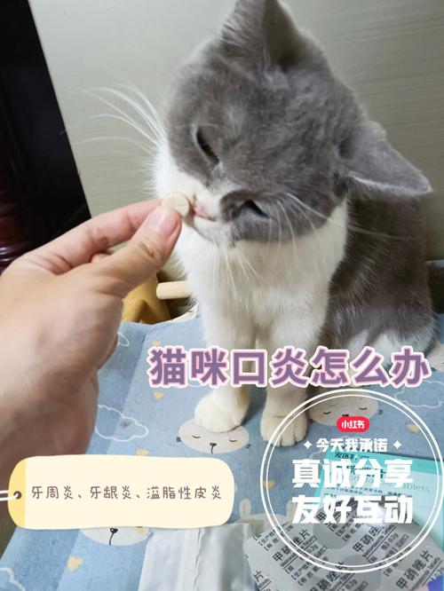 猫咪嘴巴臭不吃东西怎么办