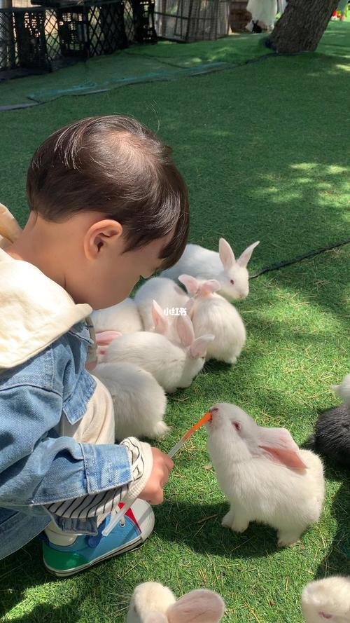 小兔子都喂它什么东西怎么办