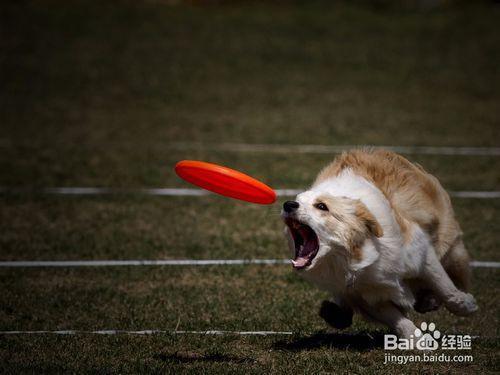 小型犬 训练
