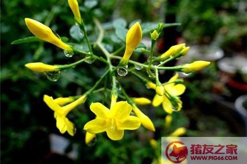 迎春栽培土质