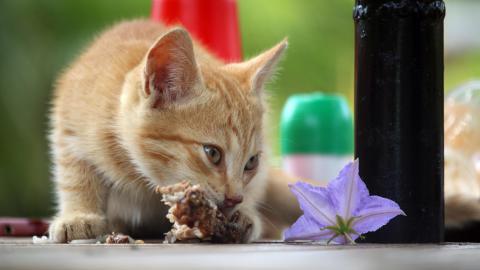 猫咪只吃地上的东西怎么办