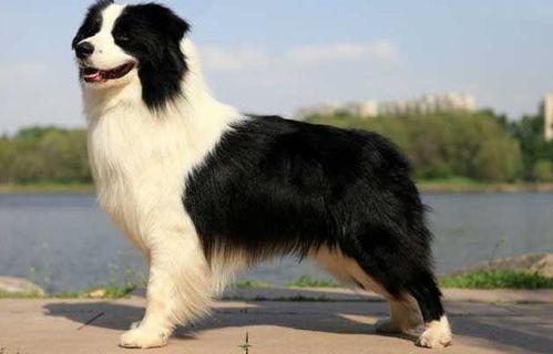 45天边境牧羊犬训练
