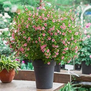室内栽培木本花卉