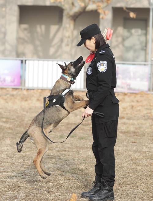 训练比特成警犬