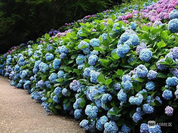 绣球花栽培